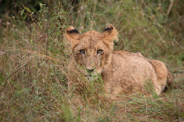Afrikanischer Löwe / African Lion / Panthera Leo.