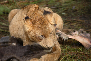 Afrikanischer Löwe / African Lion / Panthera Leo.