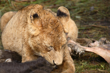 Afrikanischer Löwe / African Lion / Panthera Leo.