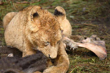 Afrikanischer Löwe / African Lion / Panthera Leo.