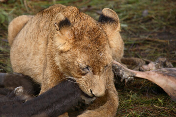 Afrikanischer Löwe / African Lion / Panthera Leo.
