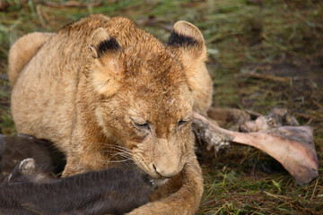 Afrikanischer Löwe / African Lion / Panthera Leo.