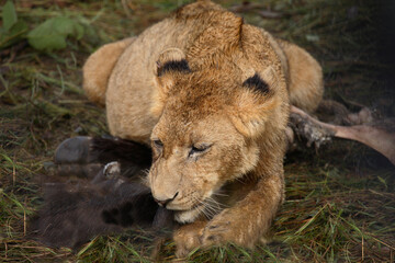 Afrikanischer Löwe / African Lion / Panthera Leo.
