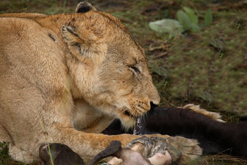 Afrikanischer Löwe / African Lion / Panthera Leo.