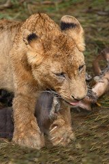 Afrikanischer Löwe / African Lion / Panthera Leo.