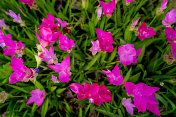 Beautiful flower in field of forest