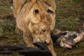 Afrikanischer Löwe / African Lion / Panthera Leo.