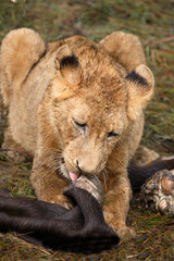 Afrikanischer Löwe / African Lion / Panthera Leo.