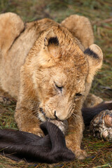 Afrikanischer Löwe / African Lion / Panthera Leo.