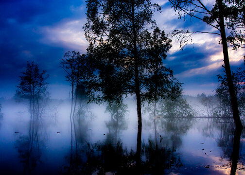 Dark flooded forest