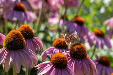 Butterfly on beautiful purple flowers on a summer day