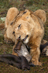 Afrikanischer Löwe / African Lion / Panthera Leo.