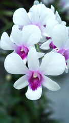 Fototapeta na wymiar focused an orchid flower with white and purple color in the garden with blurred backgound