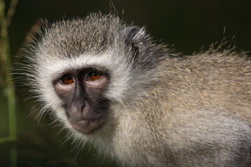 Grüne Meerkatze / Vervet Monkey / Cercopithecus aethiops .