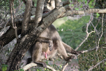 Grüne Meerkatze / Vervet Monkey / Cercopithecus aethiops .