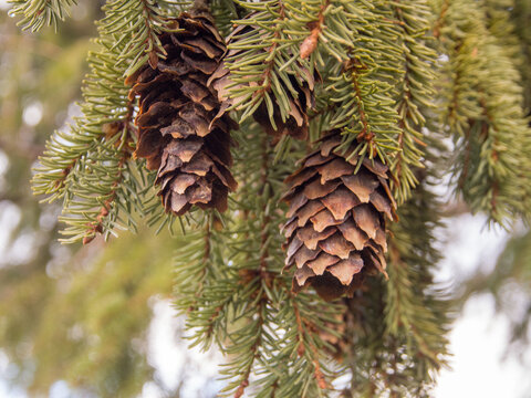 cones on a branch