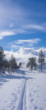 Skitracks in forest