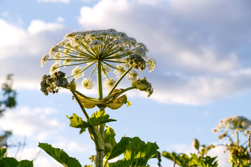 Hogweed is a poisonous weed plant growing on the outskirts of a field against a blue sky.