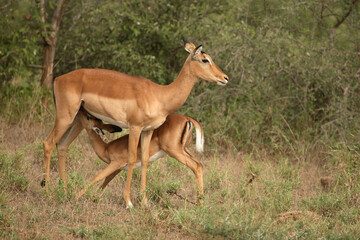 Schwarzfersenantilope / Impala / Aepyceros melampus