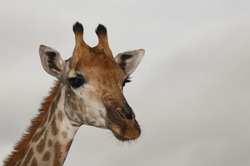 Giraffe / Giraffe / Giraffa Camelopardalis