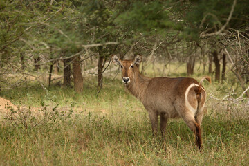 Wasserbock / Waterbuck / Kobus ellipsiprymnus