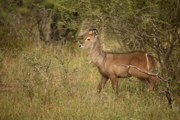 Wasserbock / Waterbuck / Kobus ellipsiprymnus