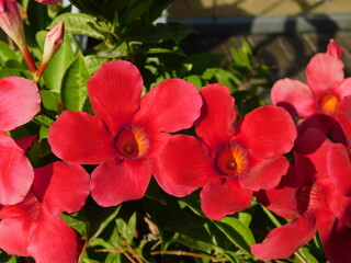 Obraz premium Rocktrumpet or mandevilla red flowers