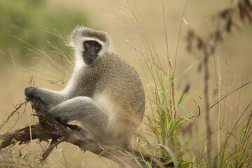 Grüne Meerkatze / Vervet Monkey / Cercopithecus aethiops .