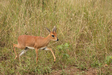 Afrikanischer Steinbock / Steenbok / Raphicerus campestris