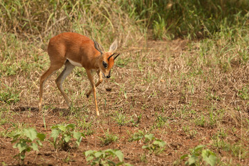 Afrikanischer Steinbock / Steenbok / Raphicerus campestris