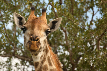 Giraffe / Giraffe / Giraffa Camelopardalis