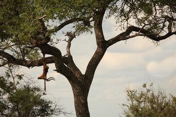 Leopardenbeute im Baum / Leopard kill in tree / Panthera pardus.
