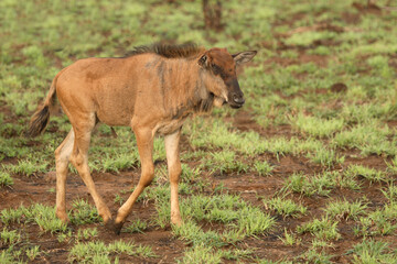Streifengnu / Blue Wildebeest / Connochaetes taurinus