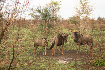 Streifengnu / Blue Wildebeest / Connochaetes taurinus