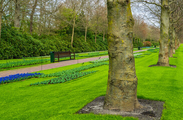Pathway and benches in the lush gardens Keukenhof, Netherlands