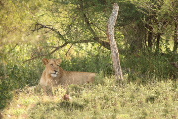Afrikanischer Löwe / African Lion / Panthera Leo.