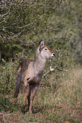 Wasserbock / Waterbuck / Kobus ellipsiprymnus