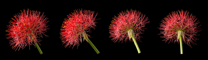 calliandra flowers in different angles, commonly known as powder puff lily or blood or fireball flower, puff ball shaped, vibrant red and pink bloom isolated on black background, collection