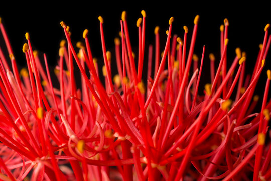 closeup abstract of calliandra flower, commonly known as powder puff lily or blood or fireball flower, puff ball shaped, vibrant red and pink bloom taken in shallow depth of field