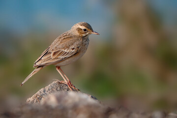 Paddy field pipit bird or oriental pipit bird at farmland.