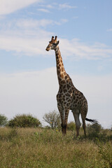 Giraffe / Giraffe / Giraffa Camelopardalis
