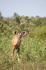 Großer Kudu / Greater Kudu / Tragelaphus strepsiceros.