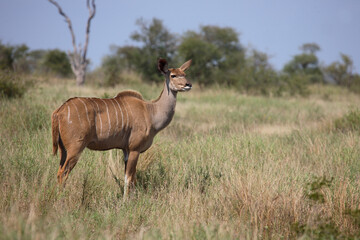 Großer Kudu / Greater Kudu / Tragelaphus strepsiceros.
