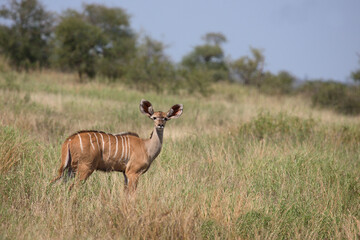 Großer Kudu / Greater Kudu / Tragelaphus strepsiceros.