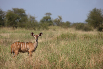 Großer Kudu / Greater Kudu / Tragelaphus strepsiceros.
