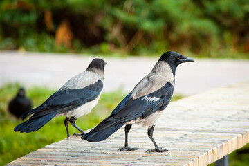 two ravens 