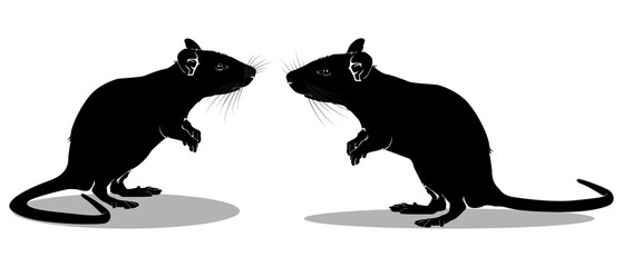 Rat or mouse alarm vector signal.The rat isolated can be fixed vector.