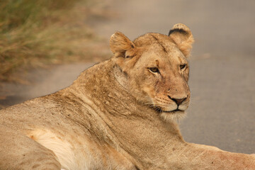Afrikanischer Löwe / African Lion / Panthera Leo.