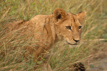 Afrikanischer Löwe / African Lion / Panthera Leo.