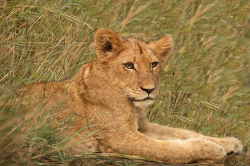 Obraz na płótnie Canvas Afrikanischer Löwe / African Lion / Panthera Leo.